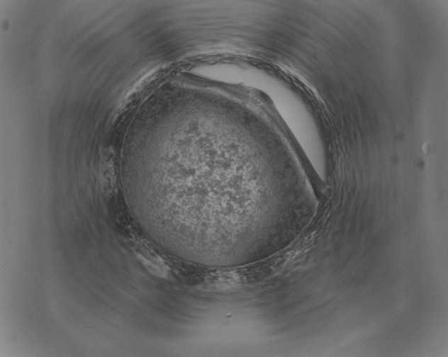 X0000074040968200609111735