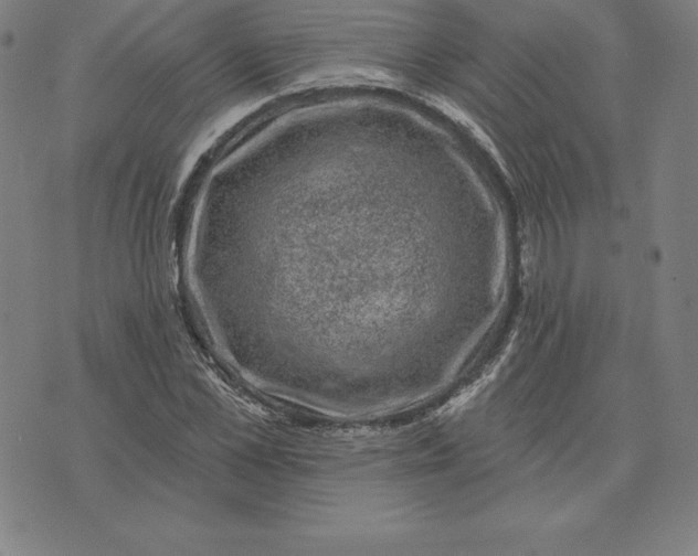 X0000074040973200609111735