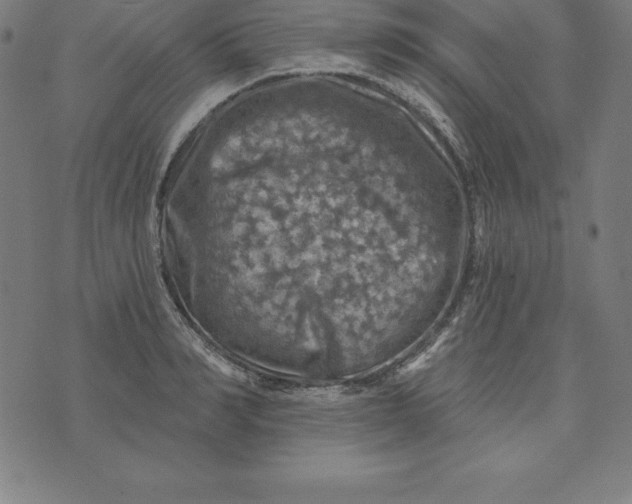 X0000074040990200609111734