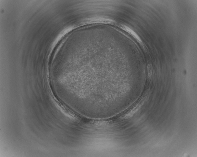 X0000074041043200609111734