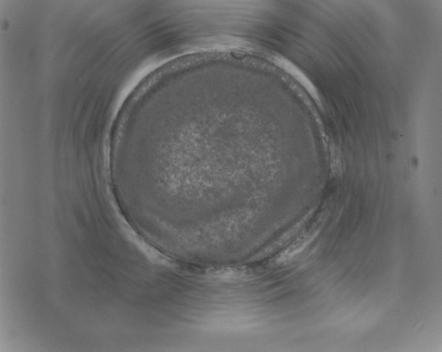 X0000074041099200609111733