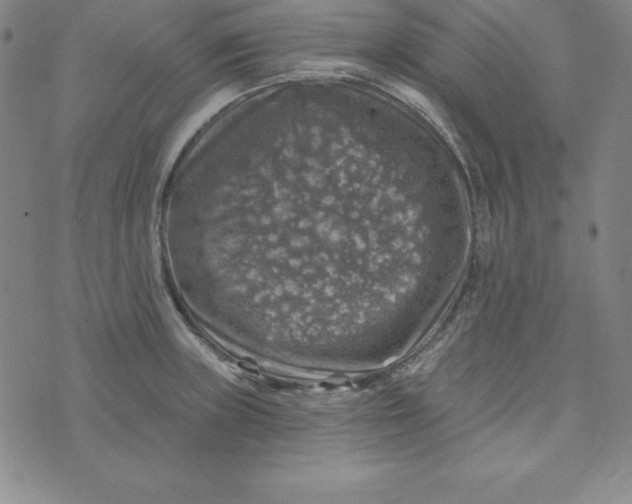 X0000074041235200609111731