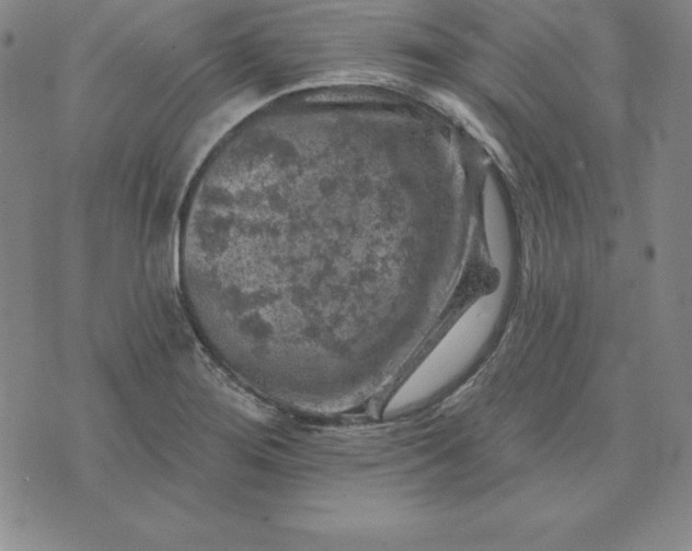 X0000074041276200609111730