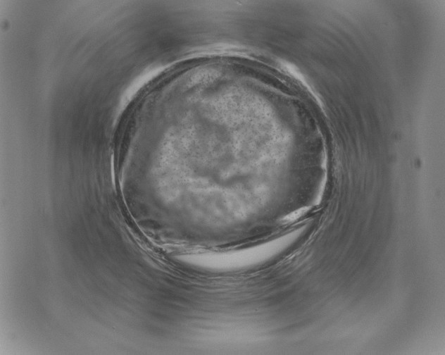 X0000074041320200609111729