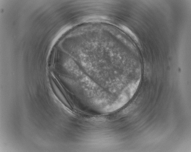 X0000074041384200609111728