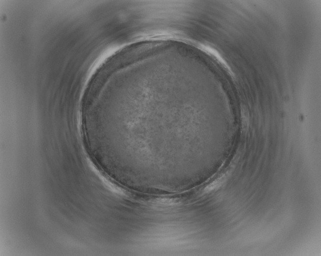 X0000074041424200609111728