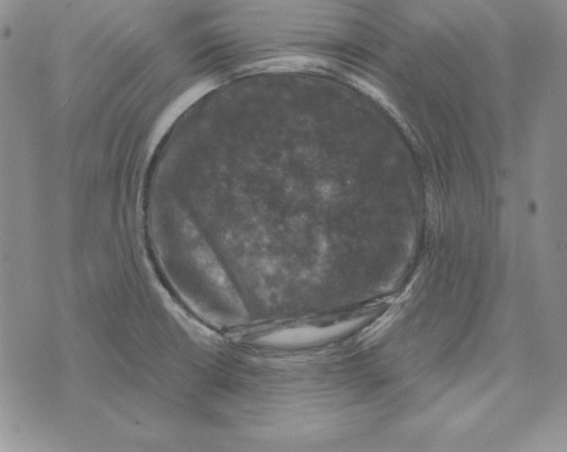 X0000074041426200609111728