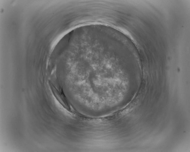 X0000074041524200609111726