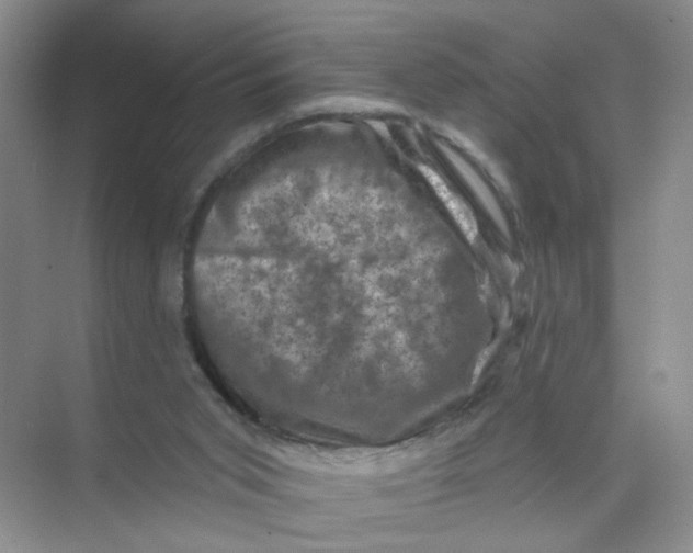 X0000074040015200609182004