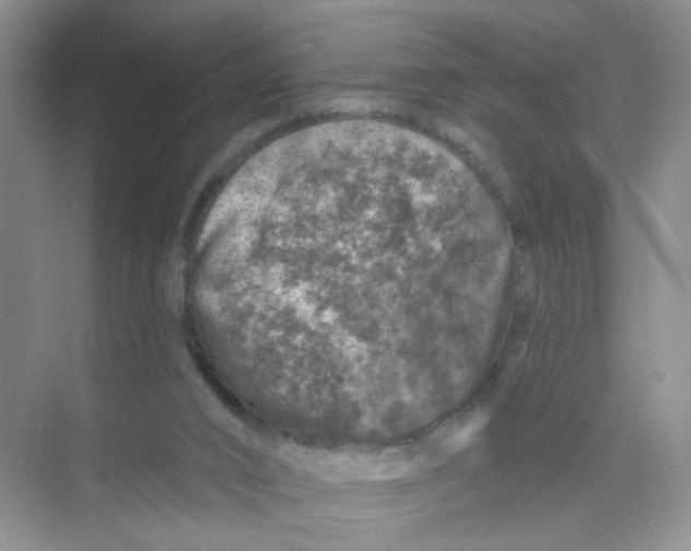 X0000074040016200609182004