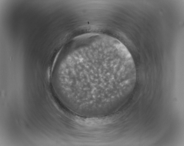 X0000074040022200609182004