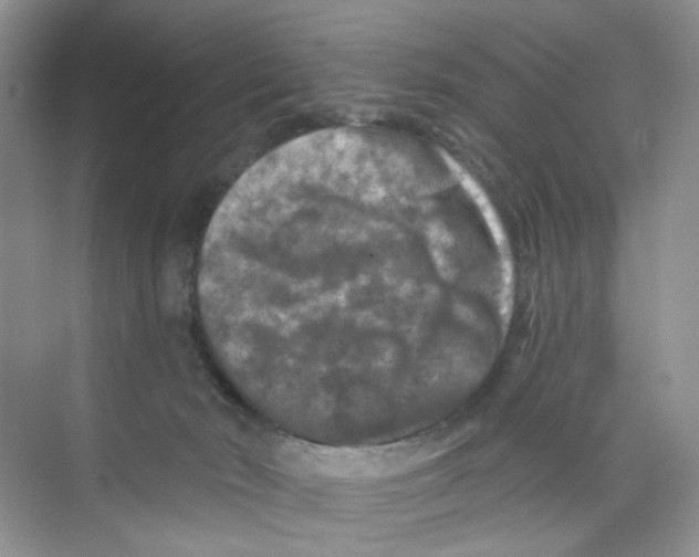 X0000074040030200609182004