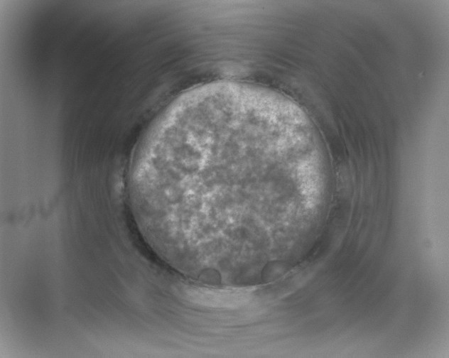 X0000074040032200609182004