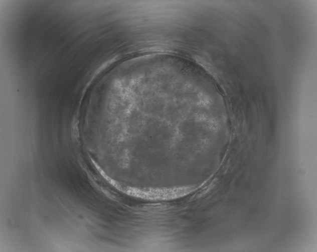 X0000074040050200609182003