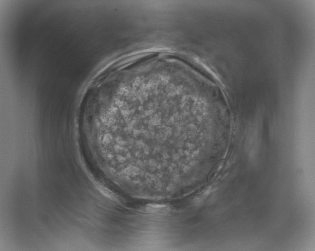 X0000074040055200609182003