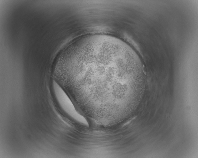 X0000074040059200609182003