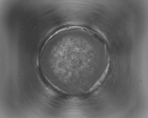 X0000074040062200609182003