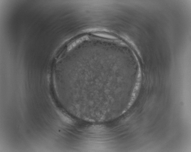 X0000074040063200609182003