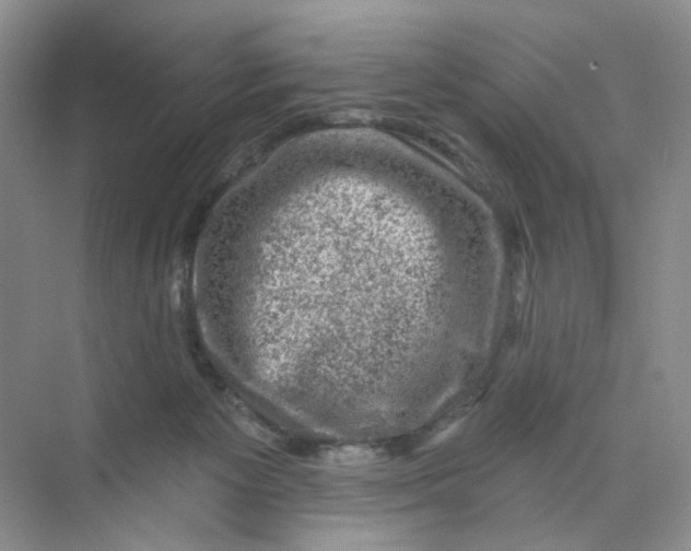 X0000074040125200609182002