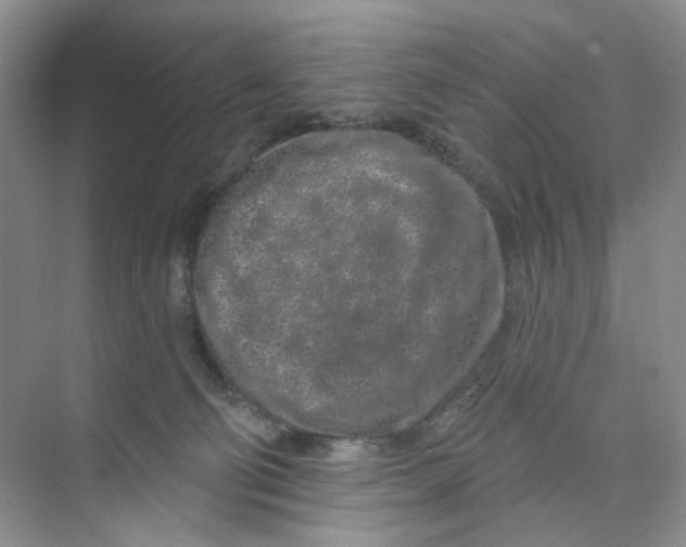 X0000074040130200609182002