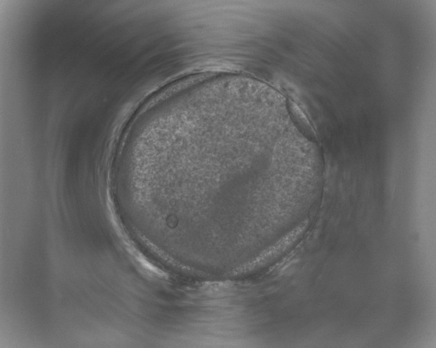 X0000074040145200609182001