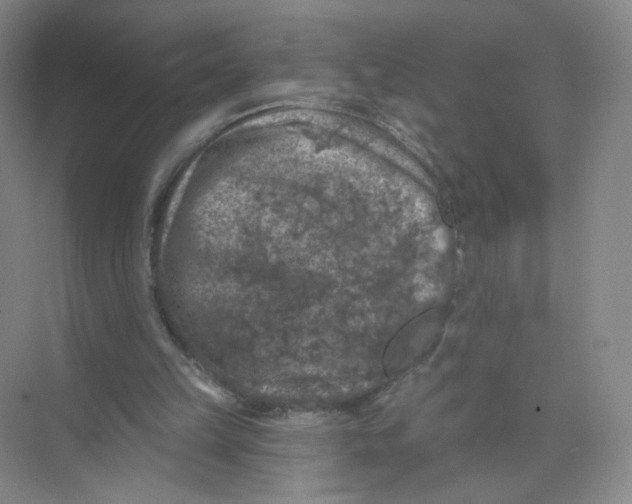 X0000074040149200609182001