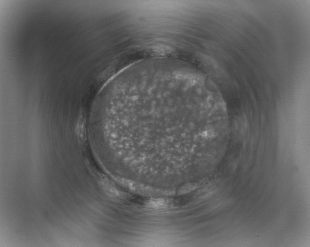 X0000074040177200609182002