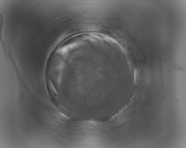 X0000074040195200609182001