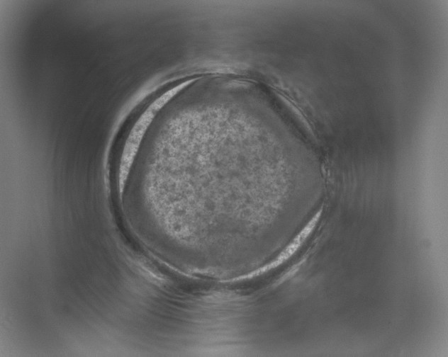 X0000074040246200609182000