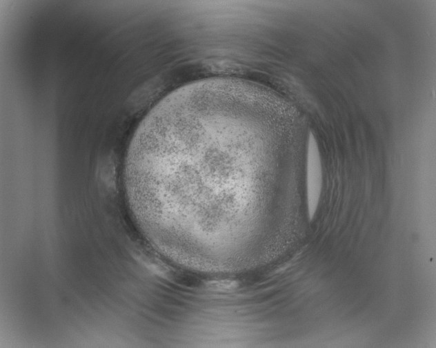 X0000074040266200609182000