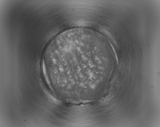 X0000074040394200609181958