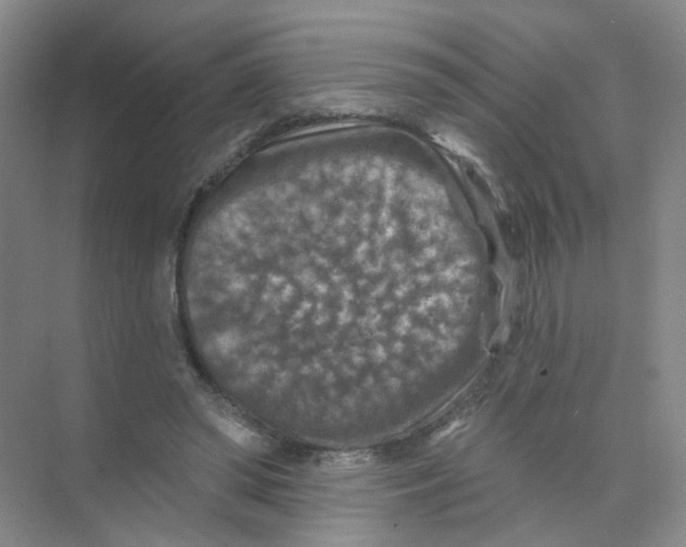 X0000074040398200609181958