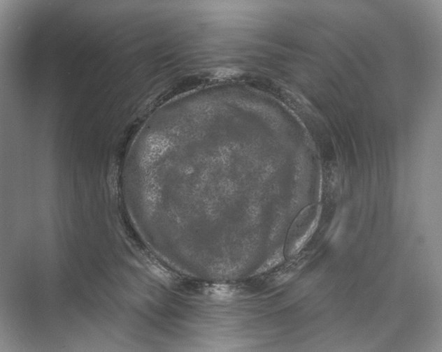 X0000074040565200609181955