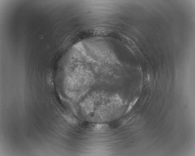 X0000074040663200609181954