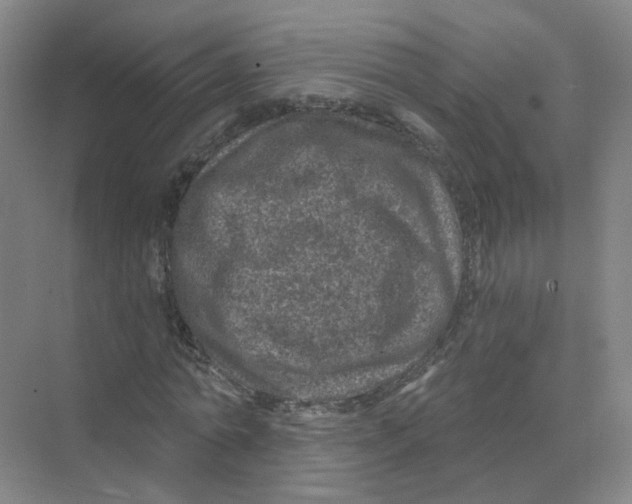 X0000074040774200609181951