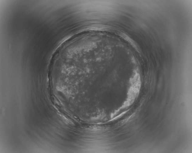 X0000074040829200609181950