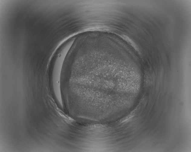 X0000074040830200609181950