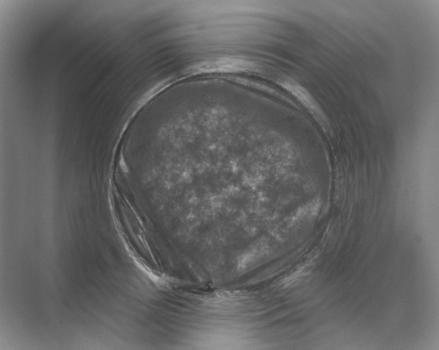 X0000074040850200609181950