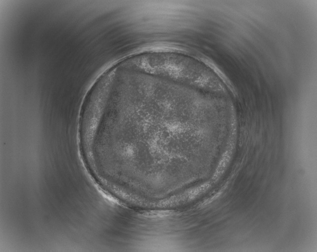 X0000074040853200609181950