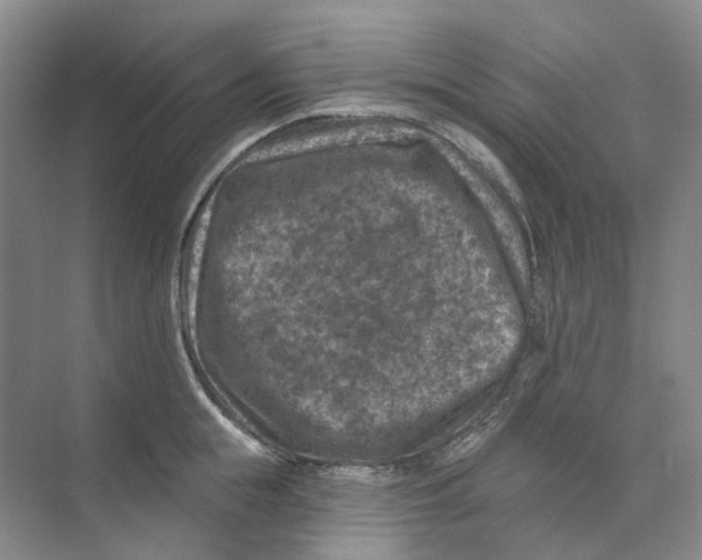 X0000074040855200609181950