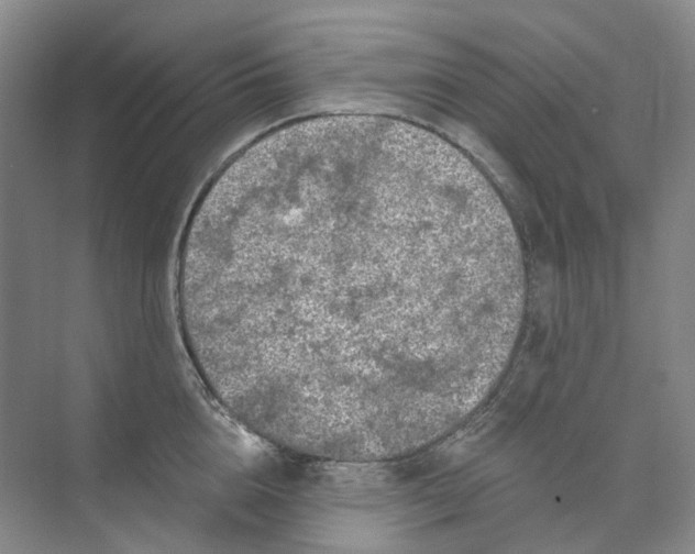 X0000074040856200609181951