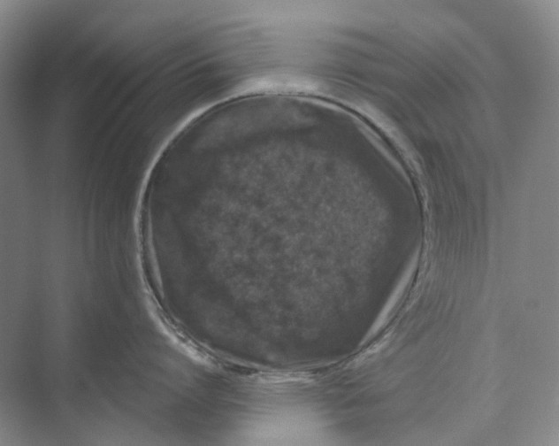 X0000074040864200609181951