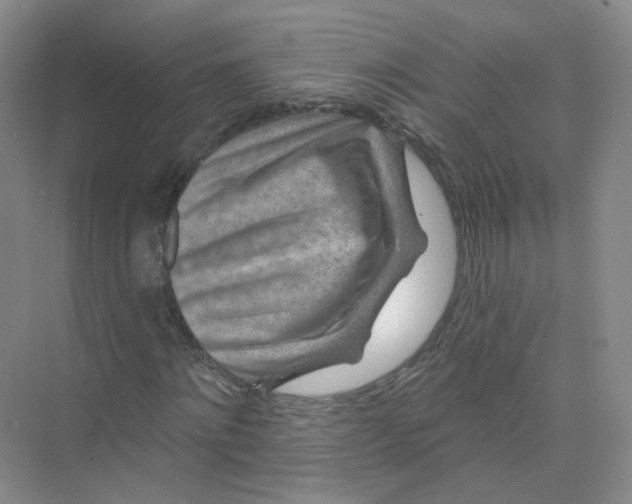 X0000074040868200609181950