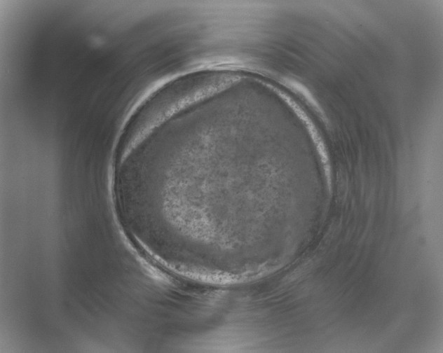 X0000074041424200609181941