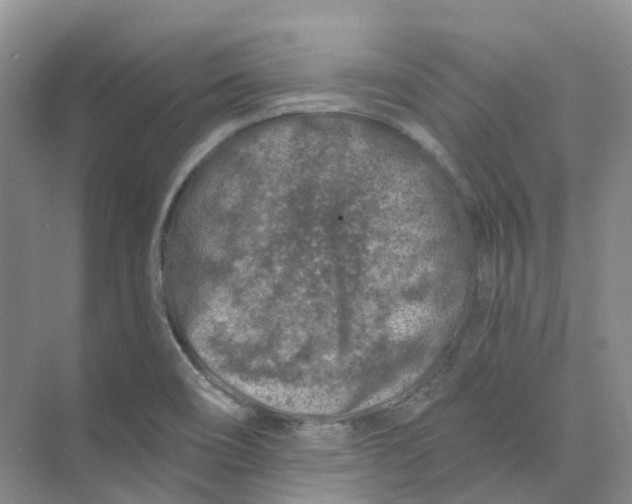 X0000074041466200609181940