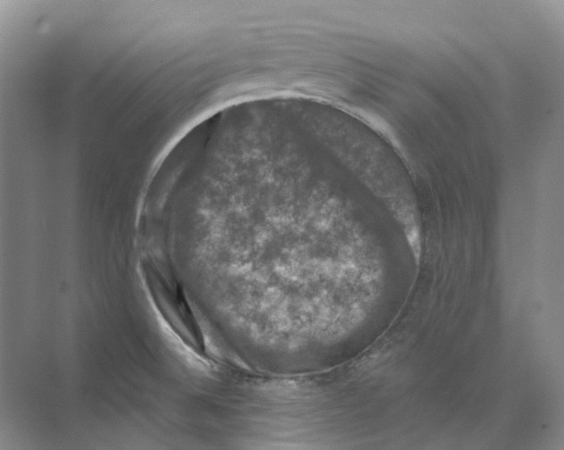 X0000074041524200609181939