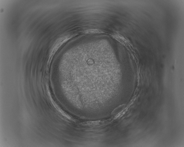 X0000074210049200609081541