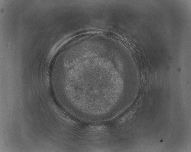 X0000074210247200609081538