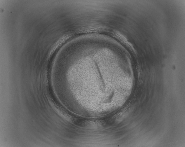 X0000074210250200609081538