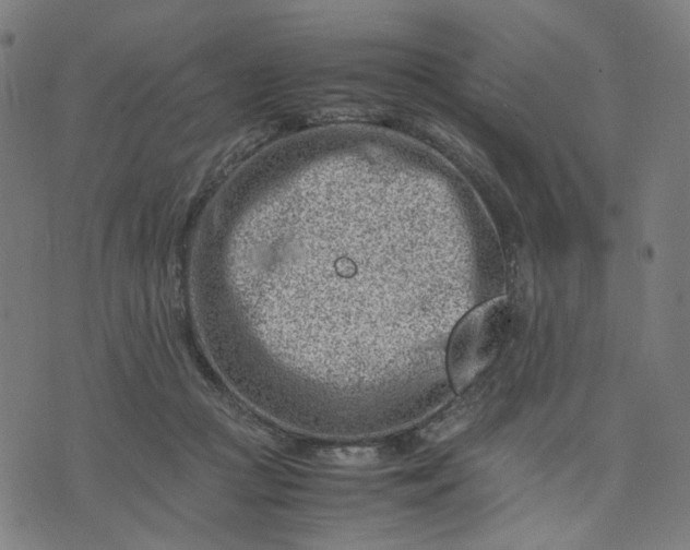 X0000074210361200609081537